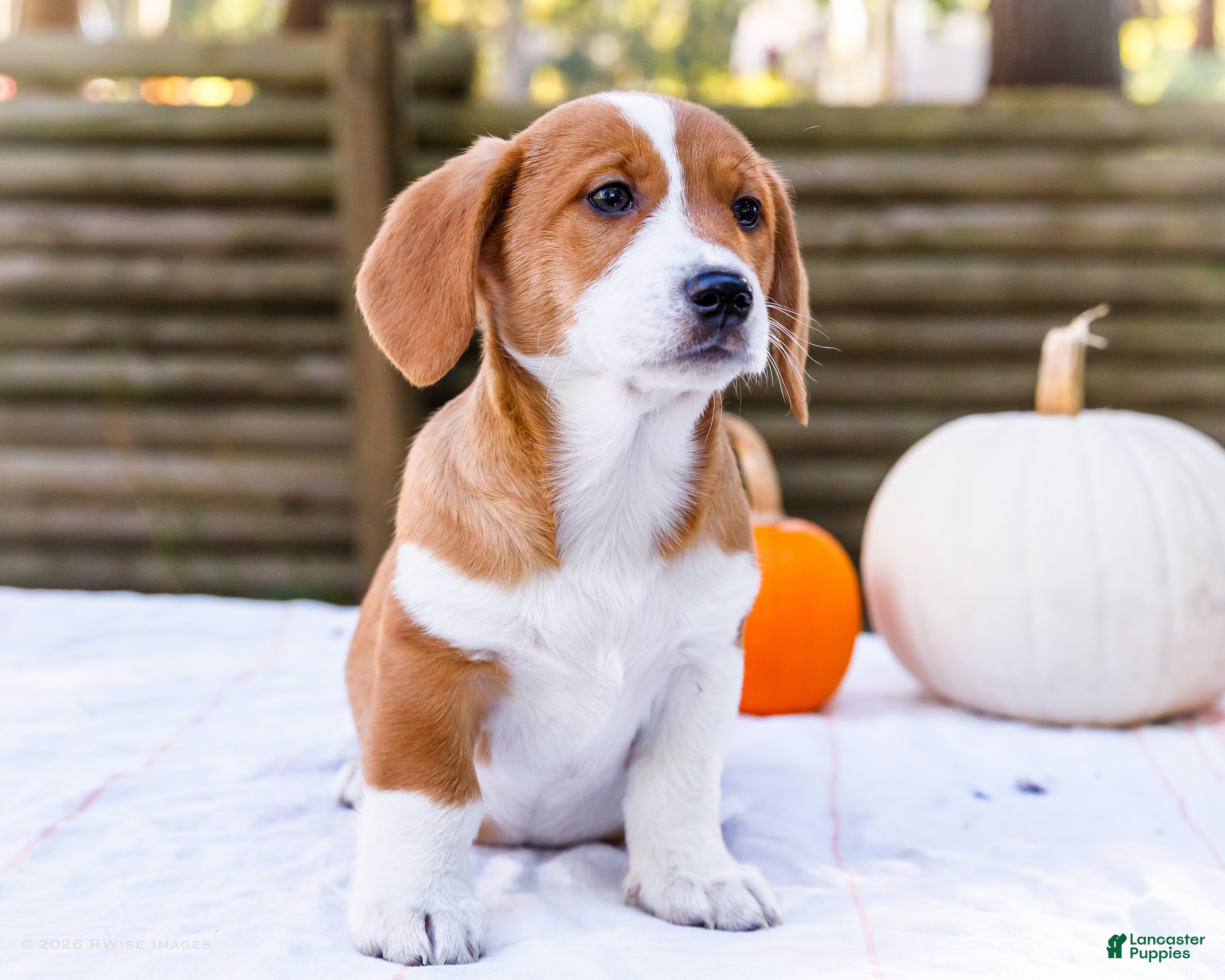 Mixed Breed dogs for sale: Buddy Dorgi - Ad 2