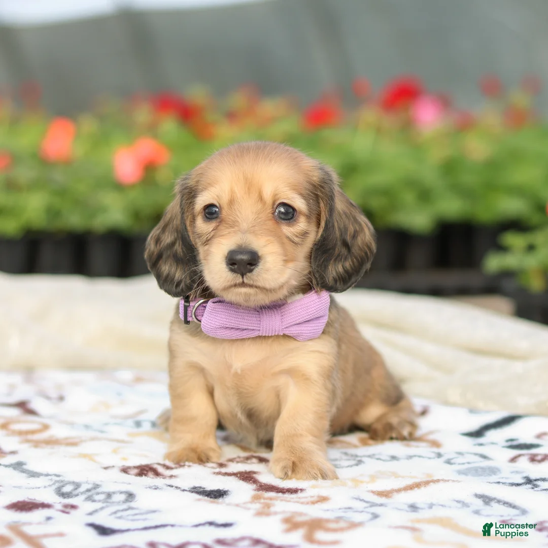 Miniature Dachshund dogs for sale: Emmy  - Ad 2