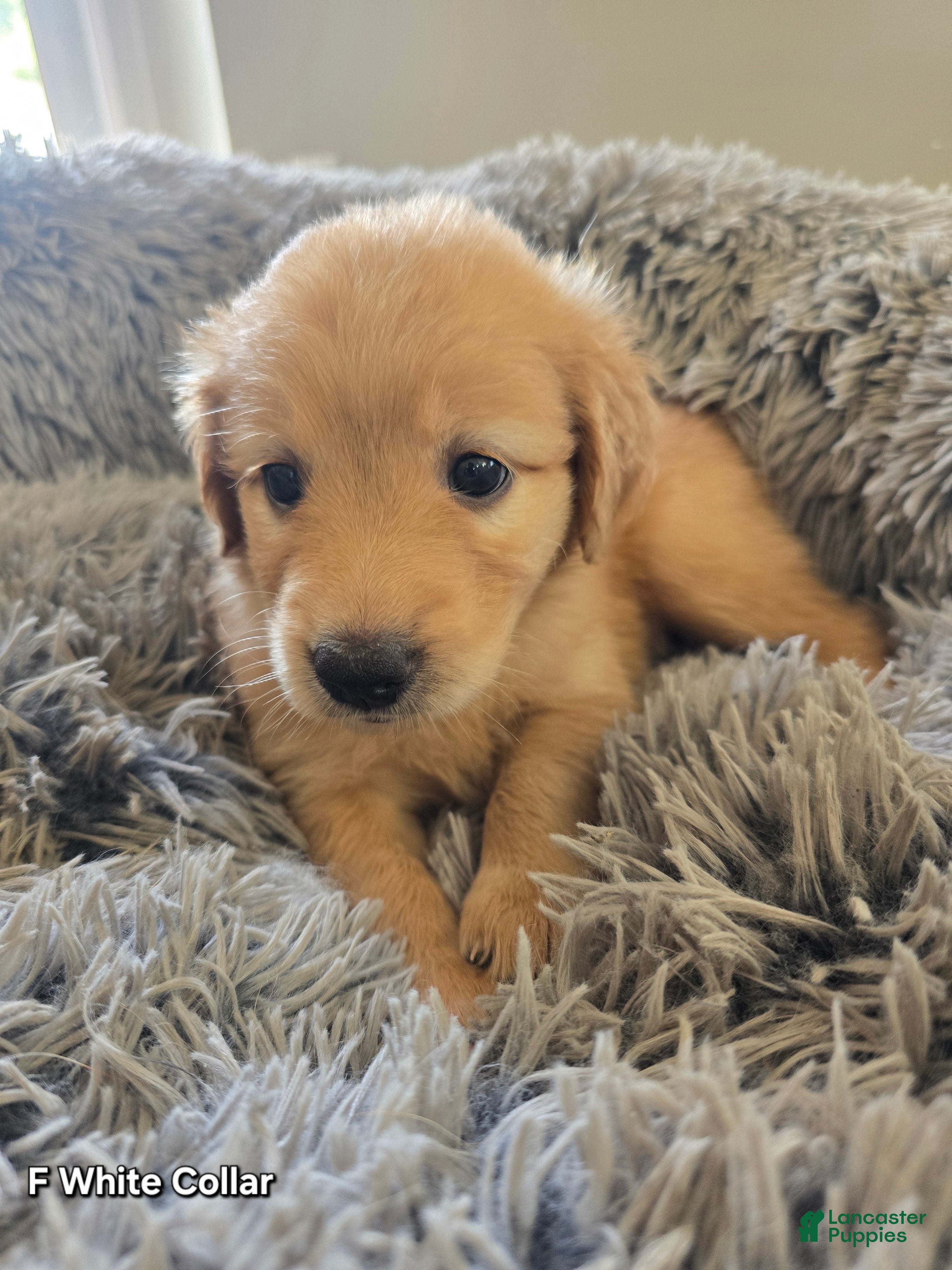 Goldendoodle dogs Goldendoodle Puppy 9 - Ad 31