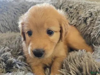 Goldendoodle dogs Goldendoodle Puppy 9 - Ad 28