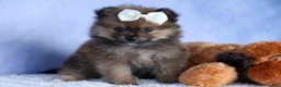 Pomeranian dogs for sale: Flynn  - Ad 18