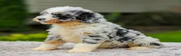Mini Aussiedoodle dogs for sale: Baxter - Ad 5