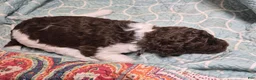 Labradoodle dogs for sale: Juniper *REDUCED* - Ad 3