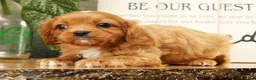 Cavapoo dogs for sale: Bentley - Ad 5