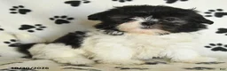 Shih Tzu dogs for sale: Odette - Ad 5
