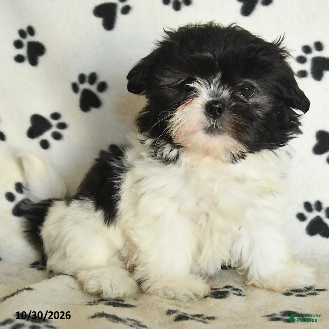 Shih Tzu dogs for sale: Odette - Ad 5