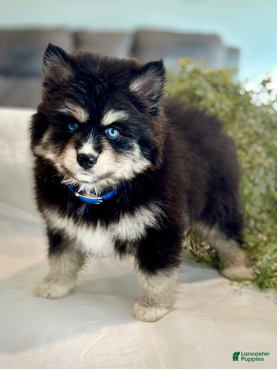 Pomsky dogs for sale: Flicker  Pomsky Puppy 2 - Ad 1