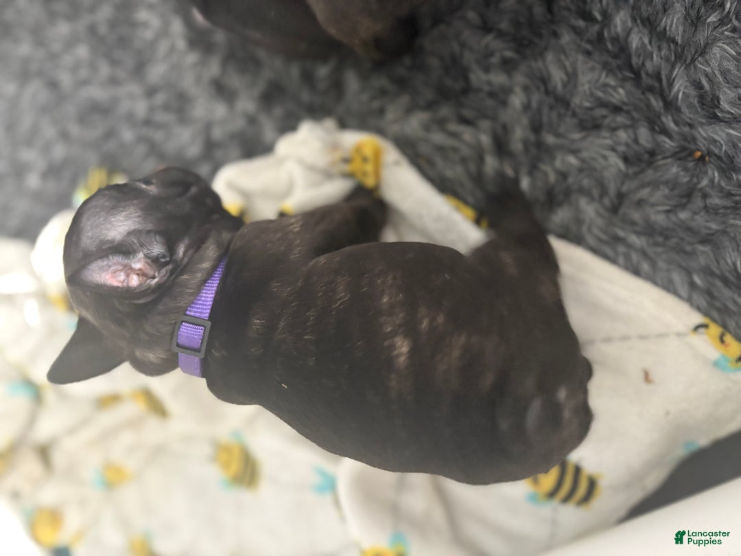 French Bulldog dogs for sale: French Bulldog Puppy 3 (purple collar) tiny - Ad 9