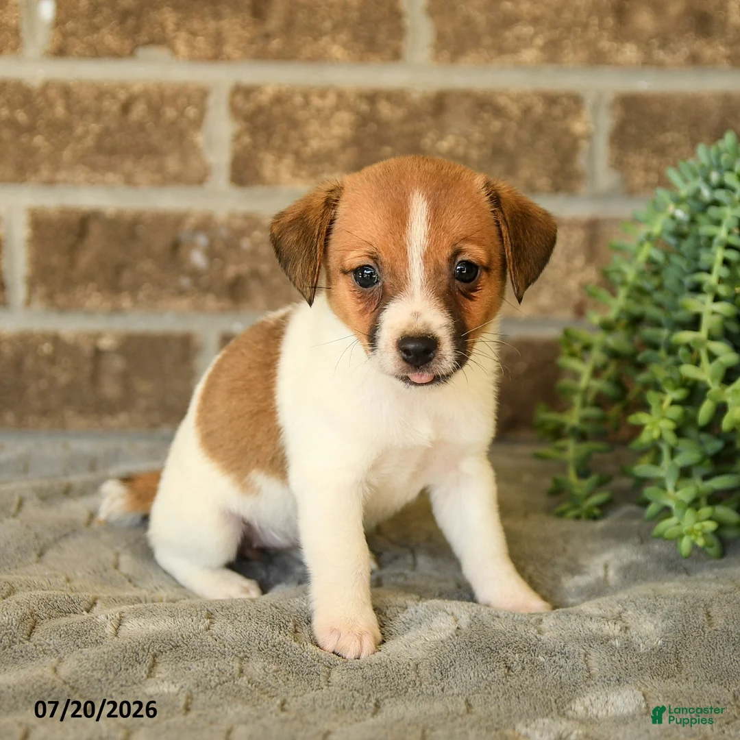Jack Russell Terrier dogs for sale: Giselle - Ad 3