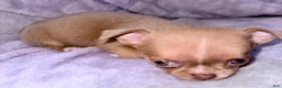 Chihuahua dogs for sale: Chihuahua Puppy 1 - Ad 3
