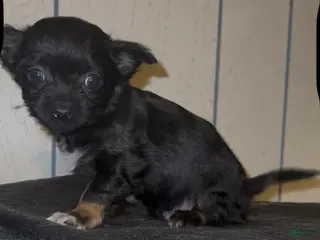 Chiweenie dogs Chiweenie Puppy 2 - Ad 4