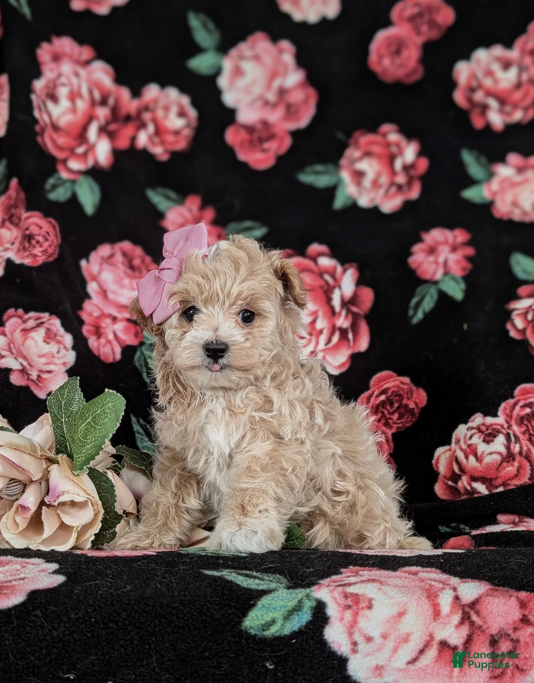 Maltipoo dogs for sale: Jacey 5 lbs Full Grown - Ad 1