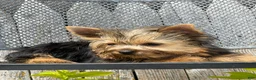 Yorkshire Terrier dogs for sale: Nicole Yorkshire Terrier  - Ad 21