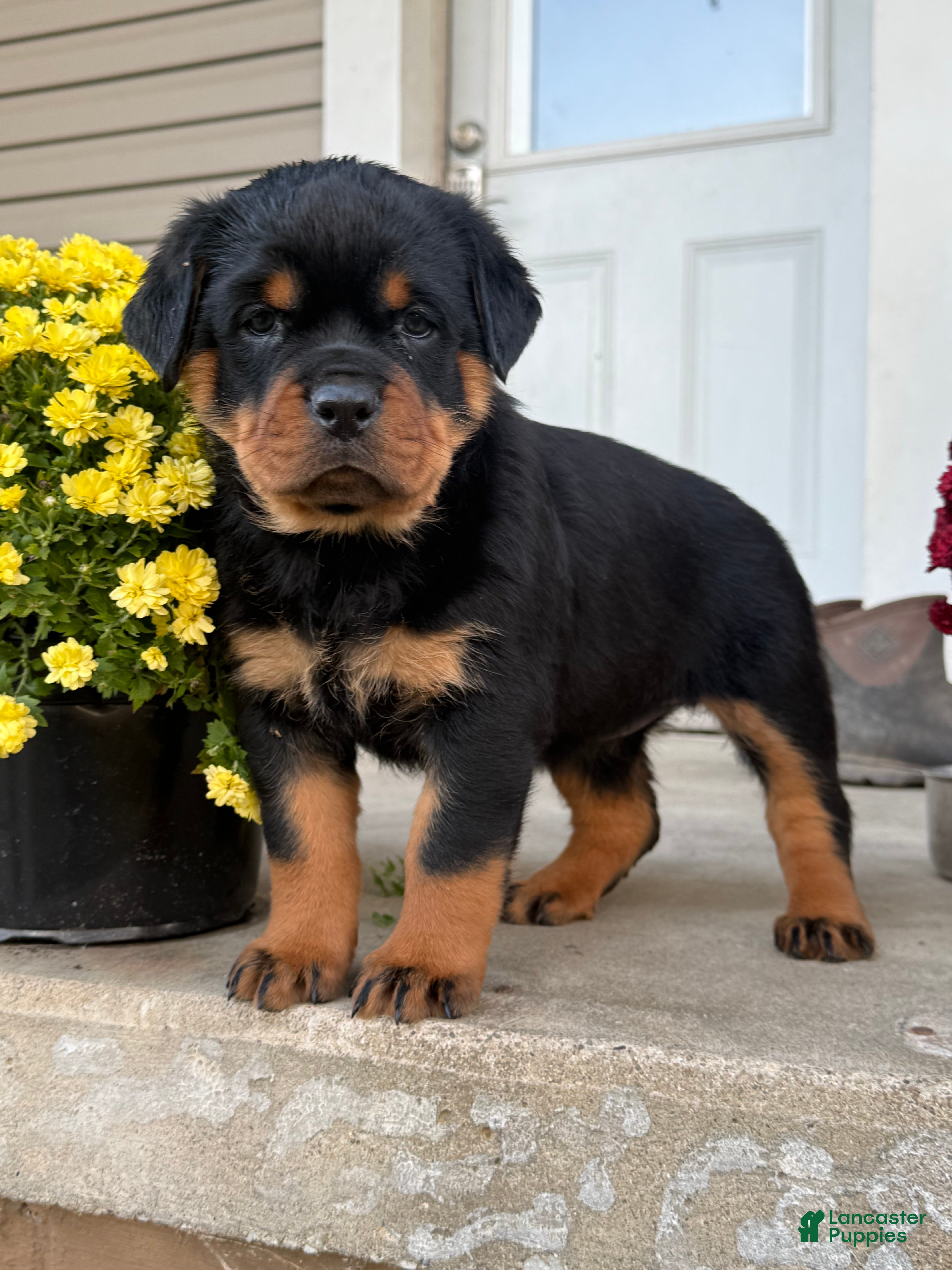 Rottweiler dogs for sale: Abby - Ad 2