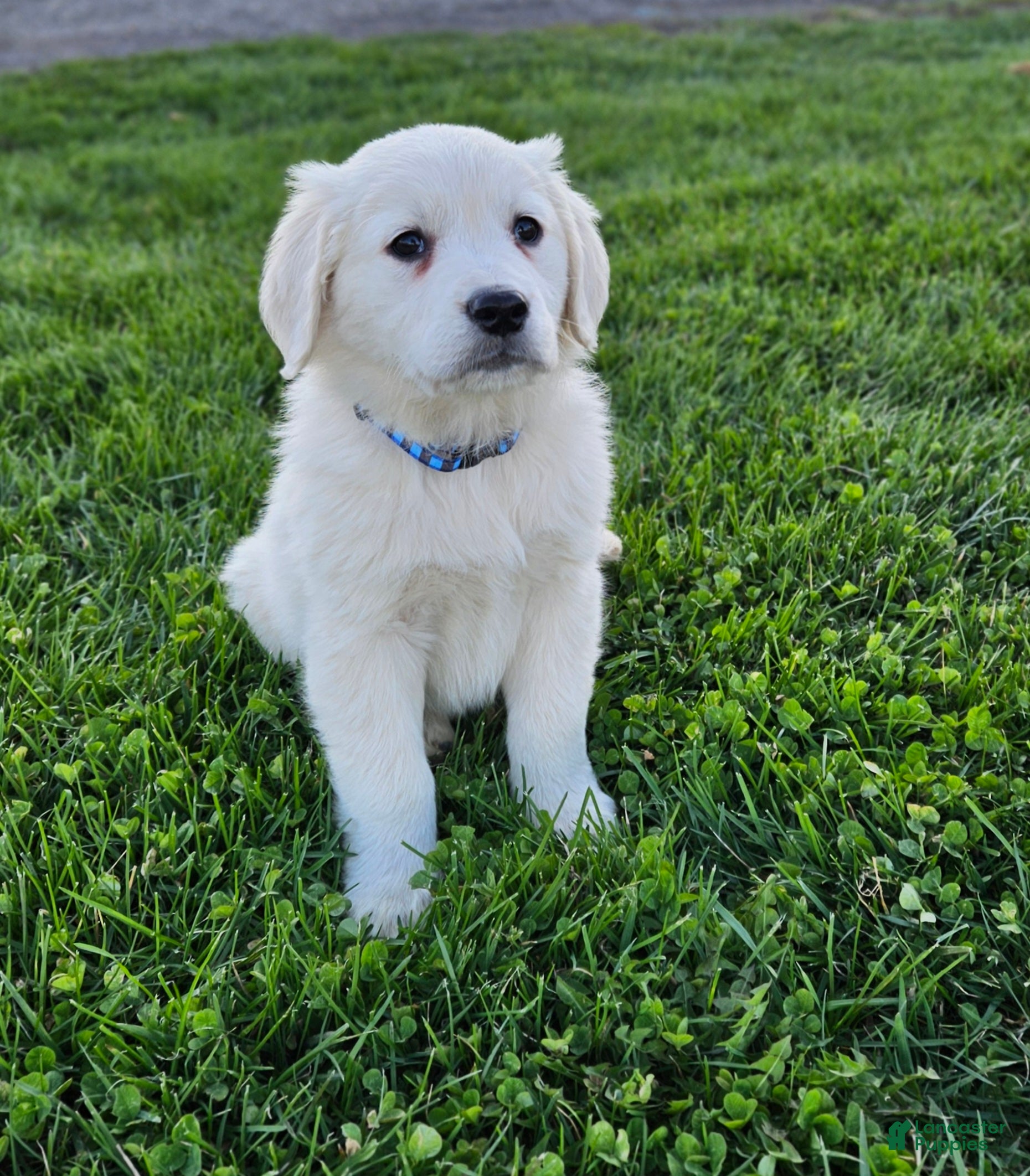 Golden Retriever dogs Benni - Ad 1