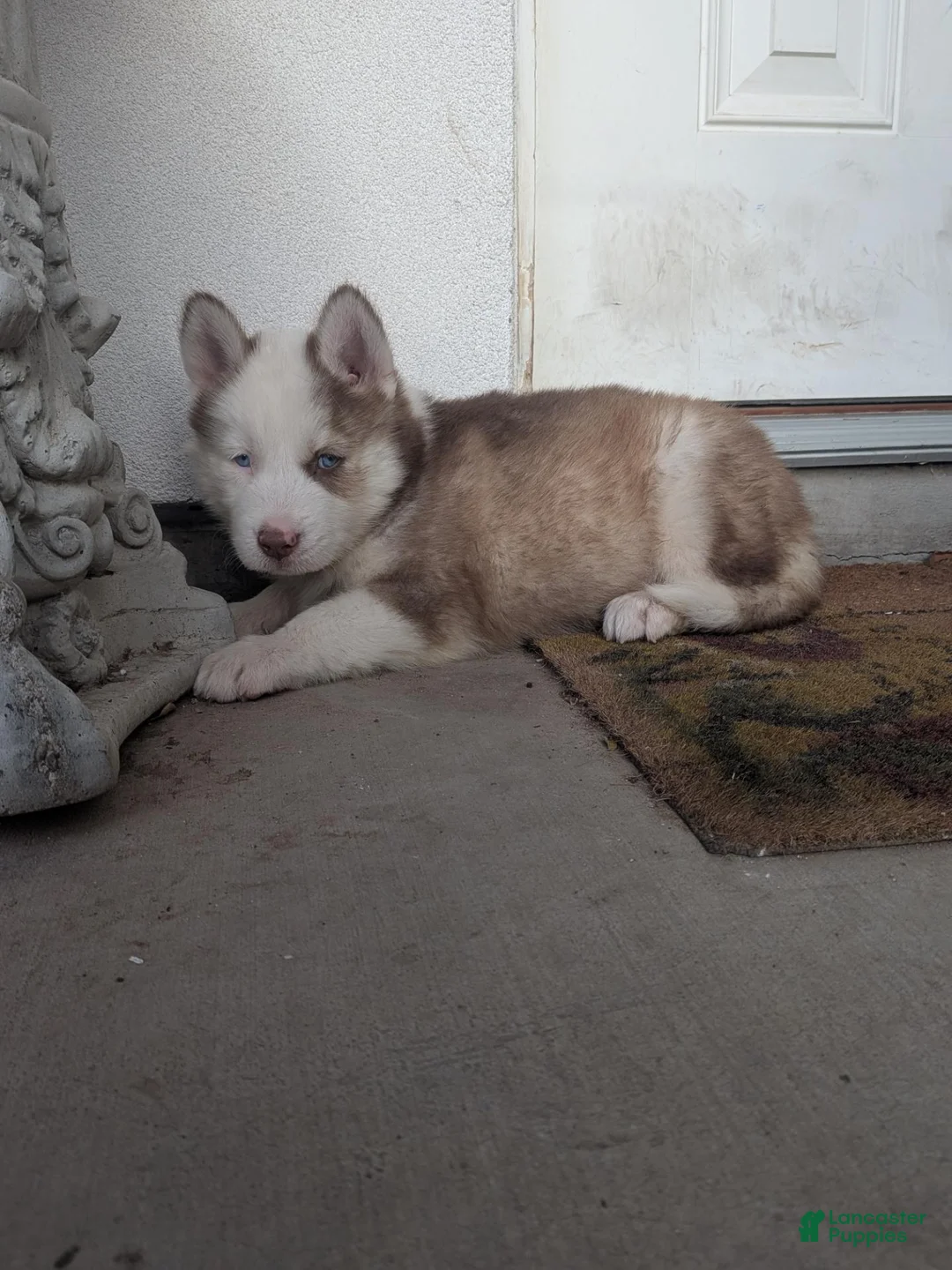 Siberian Husky dogs for sale: Siberian Husky 5 - Ad 1