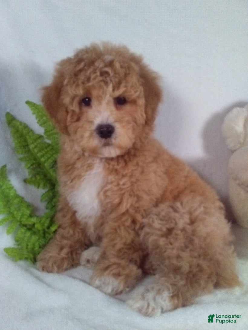 Bichpoo dogs Alex - Ad 1