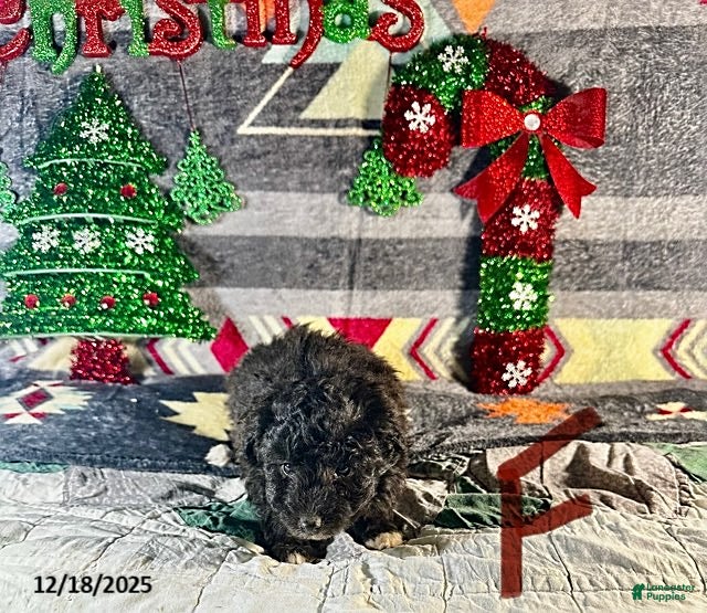 Sheltiedoodle dogs Polly - Ad 1