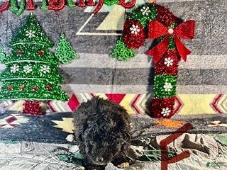 Sheltiedoodle dogs Polly - Ad 1