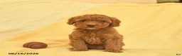 Toy Poodle dogs for sale: Poppy  - Ad 4