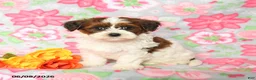 Havapoo dogs for sale: Lucky - Ad 2