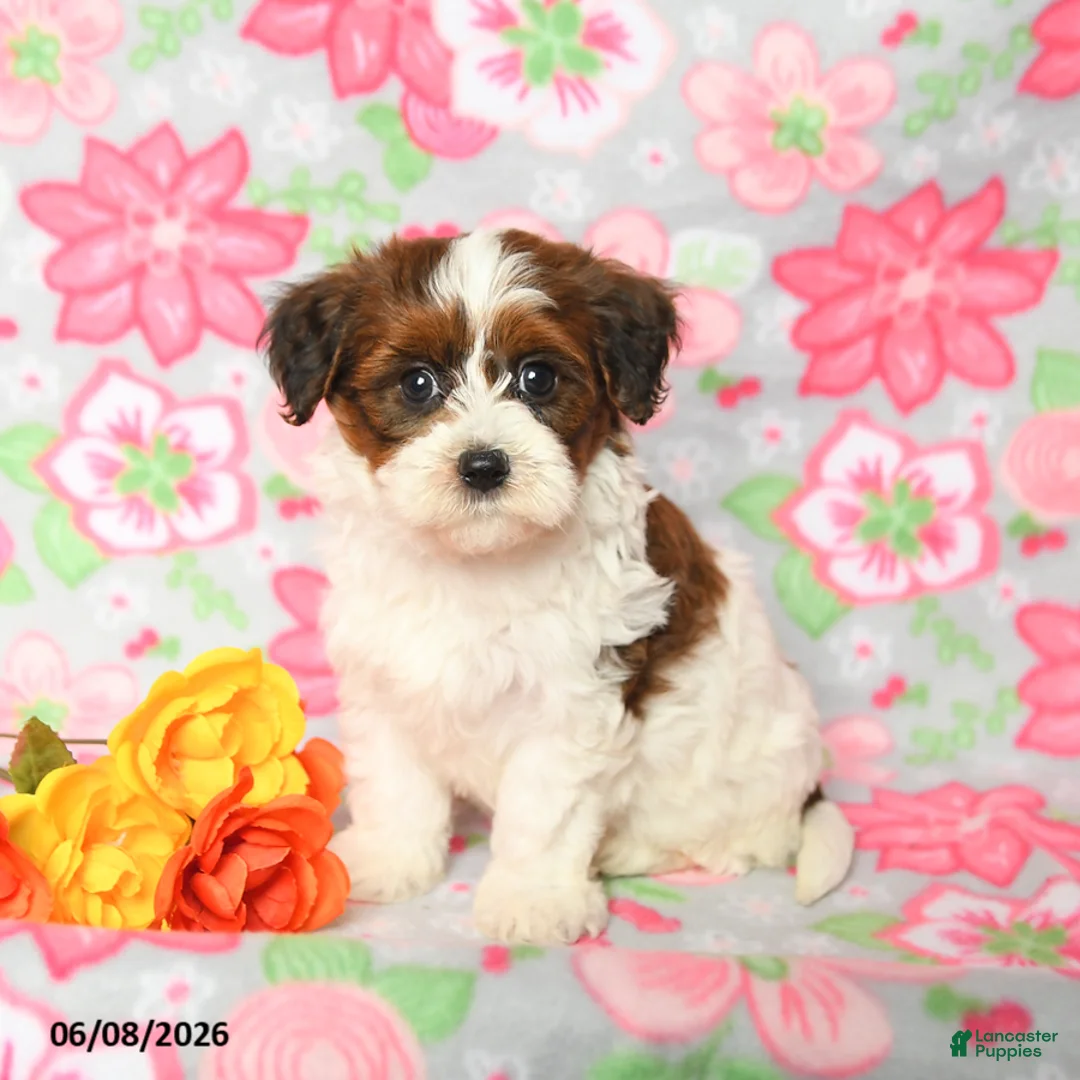 Havapoo dogs for sale: Lucky - Ad 2