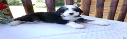 Mini Bernedoodle dogs for sale: Bertha - Ad 10