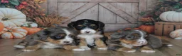 Mini Bernedoodle dogs for sale: Harley  - Ad 5