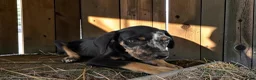 Catahoula Leopard Dog dogs for sale: Gypsie 2026 Male 2 - Ad 10