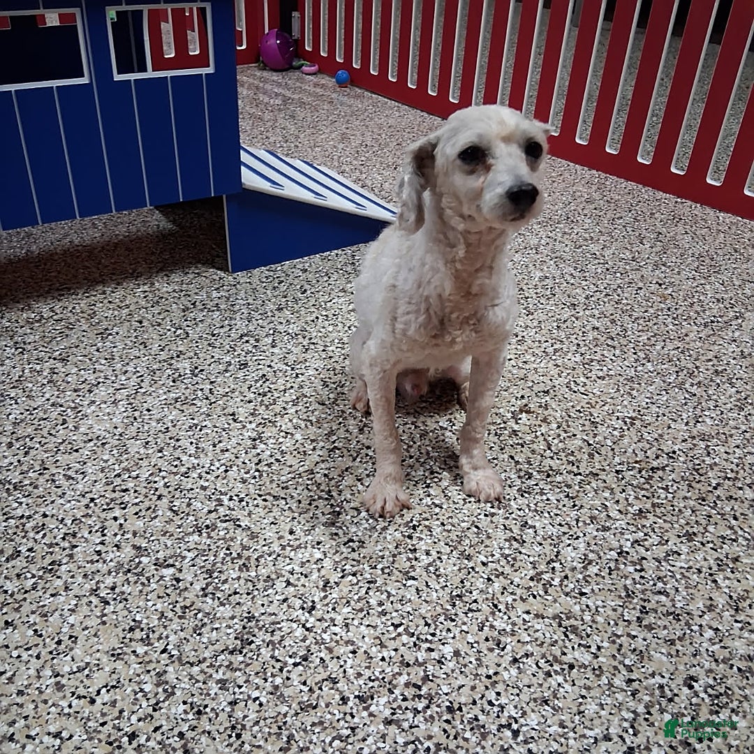 Cockapoo dogs for sale: Twila - Ad 7