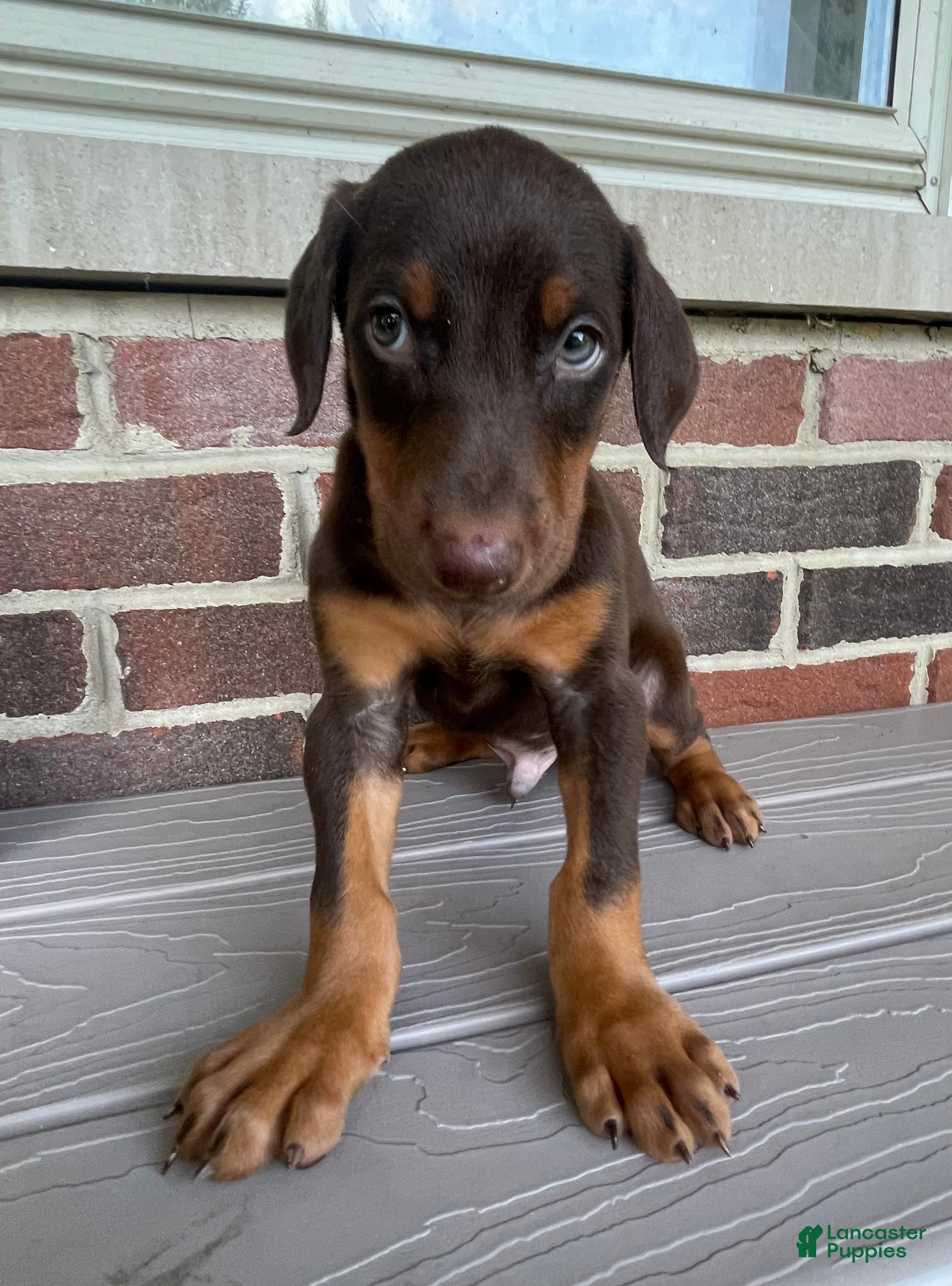Doberman Pinscher dogs Beast - Ad 2