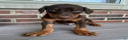 Doberman Pinscher dogs for sale: Beast - Ad 2