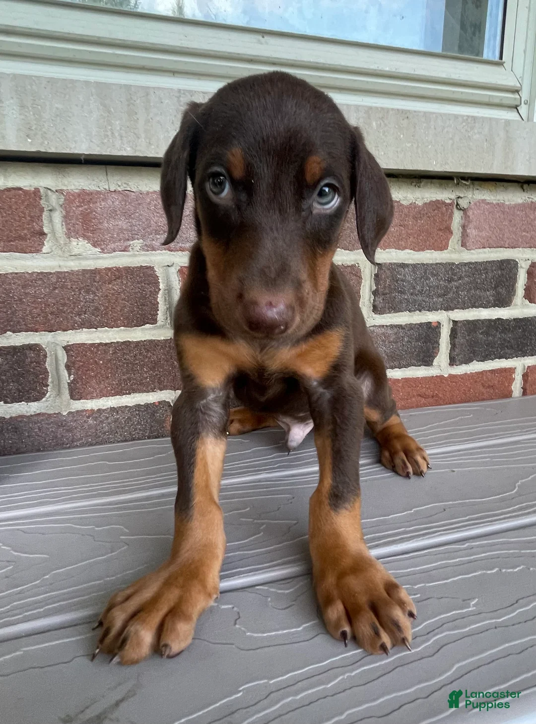Doberman Pinscher dogs for sale: Beast - Ad 2