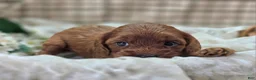 Cockapoo dogs for sale: Prada - Ad 14