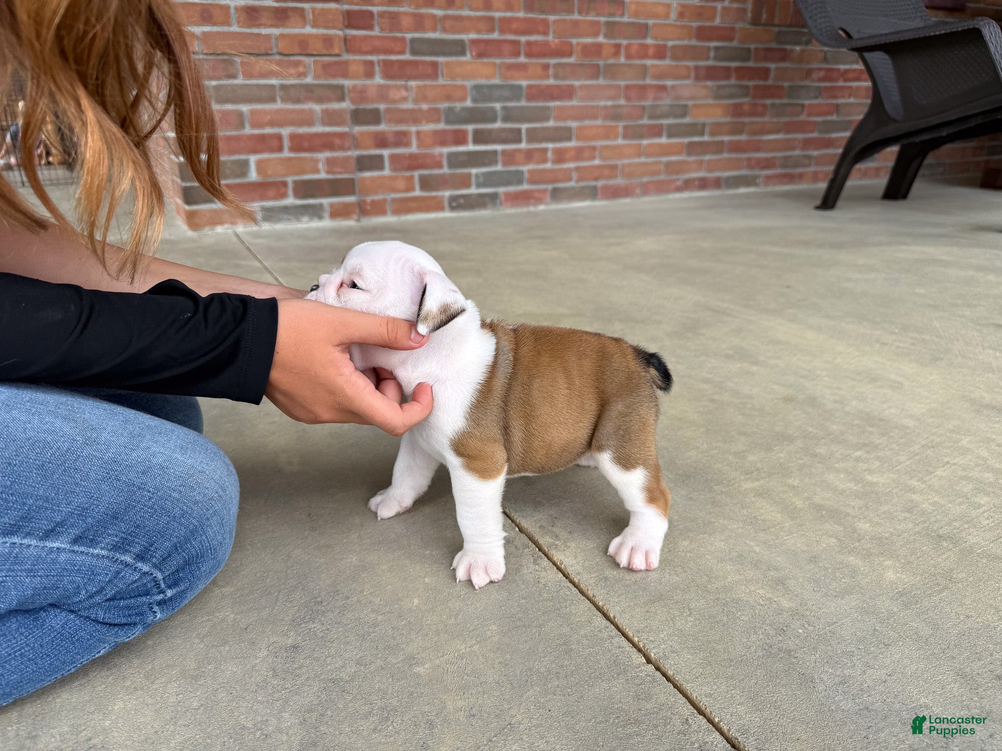 English Bulldog dogs Archie - Ad 2