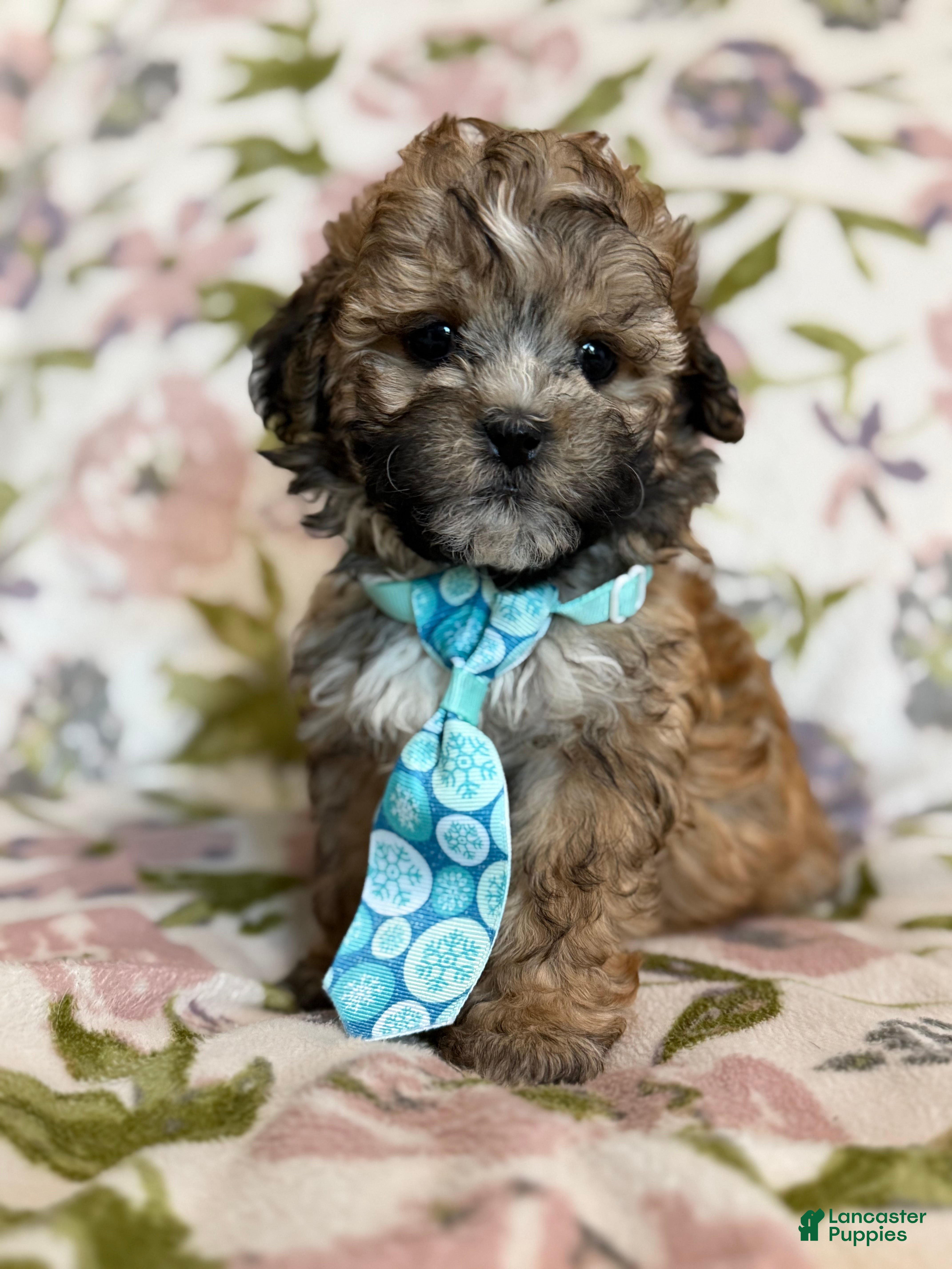 Shihpoo dogs Shihpoo 1 - Ad 17