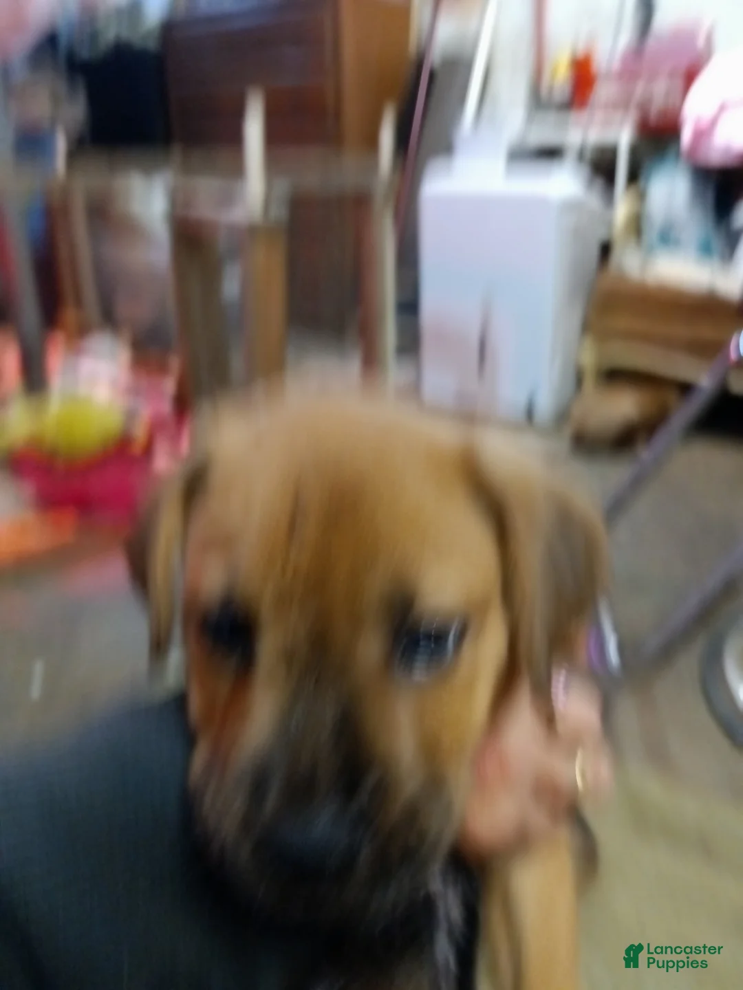 Mixed Breed dogs for sale:  3 - Ad 2