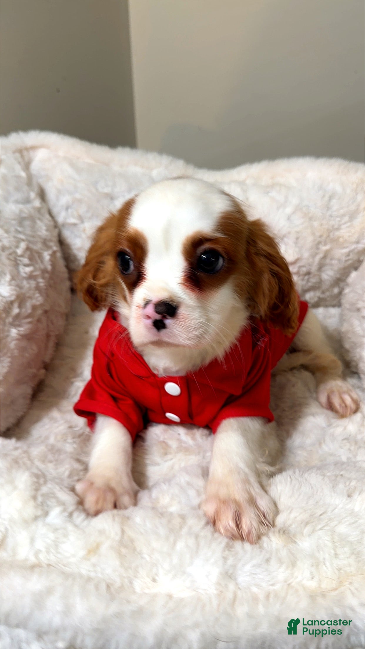 Cavalier King Charles Spaniel dogs Waffles  - Ad 25