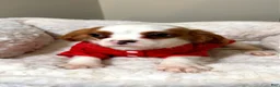 Cavalier King Charles Spaniel dogs for sale: Waffles  - Ad 1