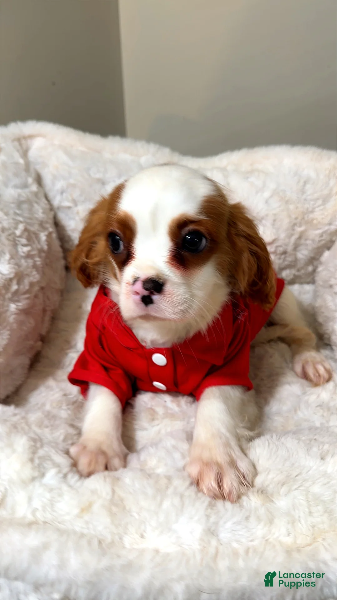 Cavalier King Charles Spaniel dogs for sale: Waffles  - Ad 1