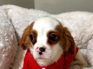 Cavalier King Charles Spaniel dogs Waffles - Ad 25