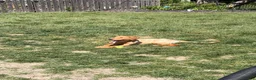 Golden Retriever dogs for sale: Prince - Ad 4