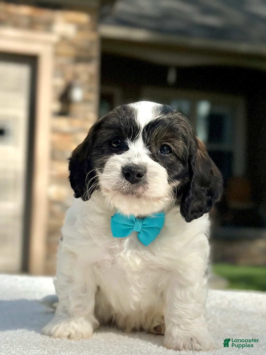 Cavapoo dogs for sale: Spotty - Ad 1