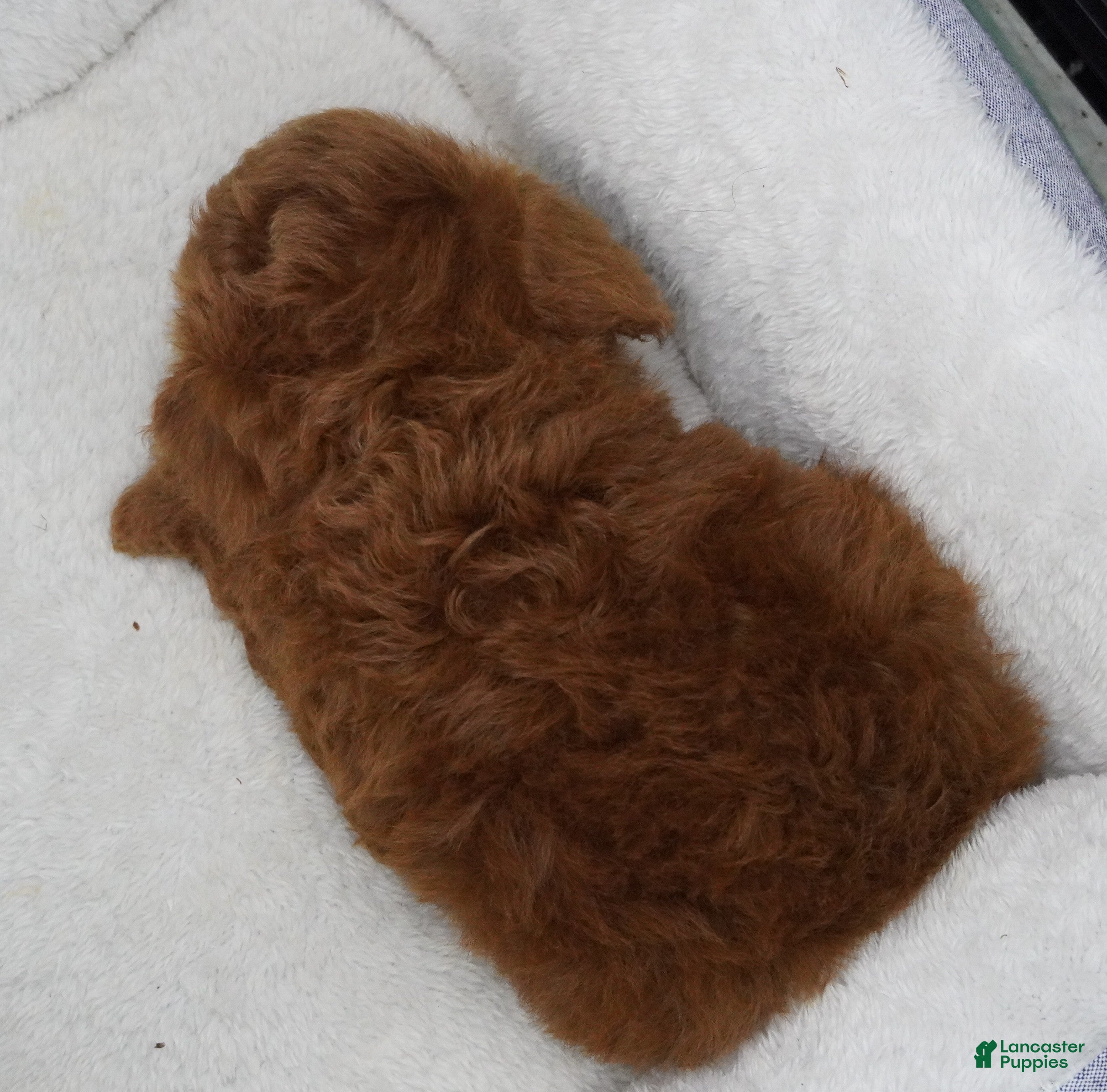 Toy Poodle dogs Dark Red Male  - Ad 2