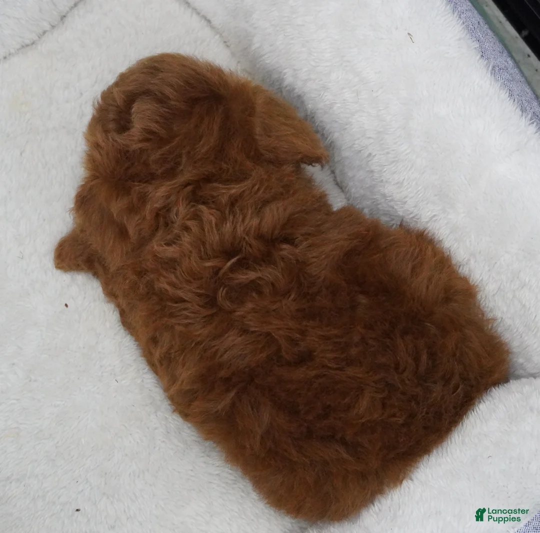Toy Poodle dogs for sale: Dark Red Male  - Ad 2