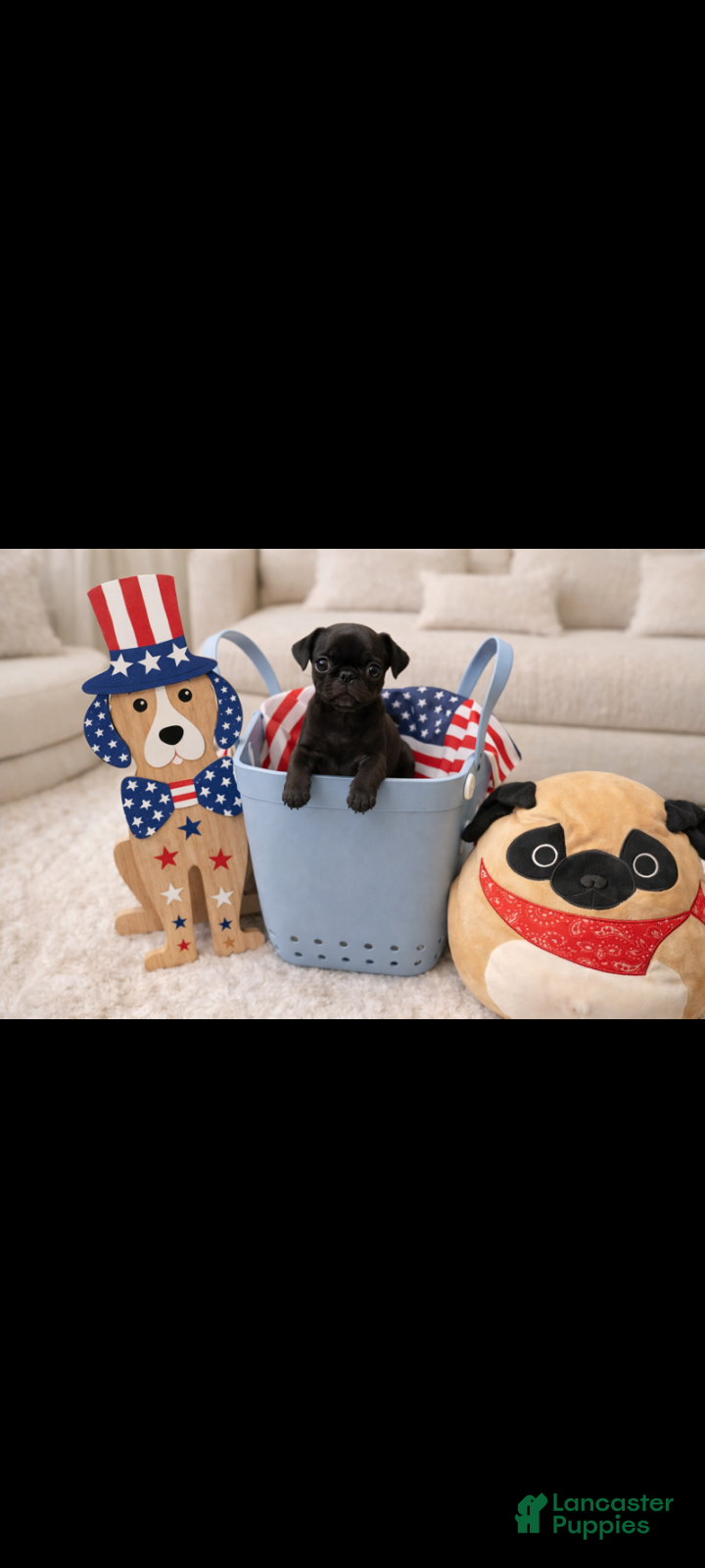 Pug dogs Pug Puppy 4 - Ad 1