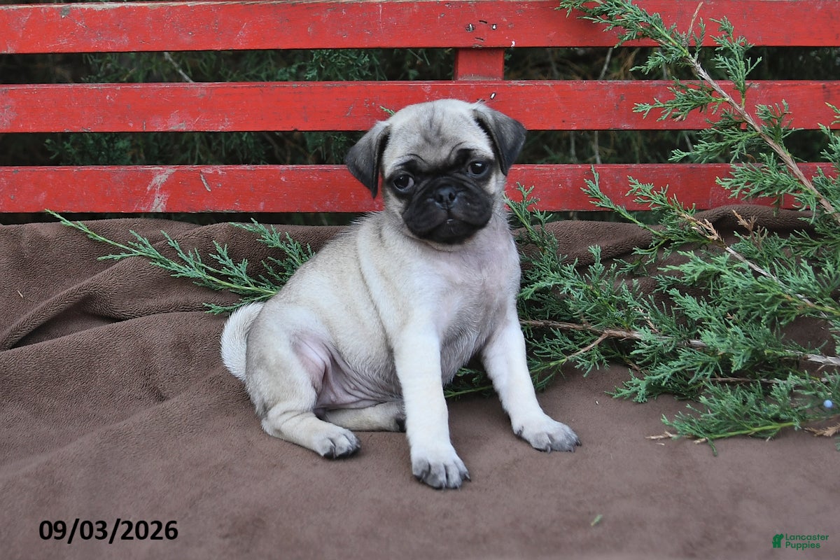 Pug dogs Trixie - Ad 2