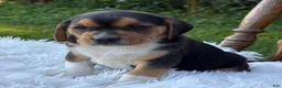 Puggle dogs for sale: Paxton - Ad 5