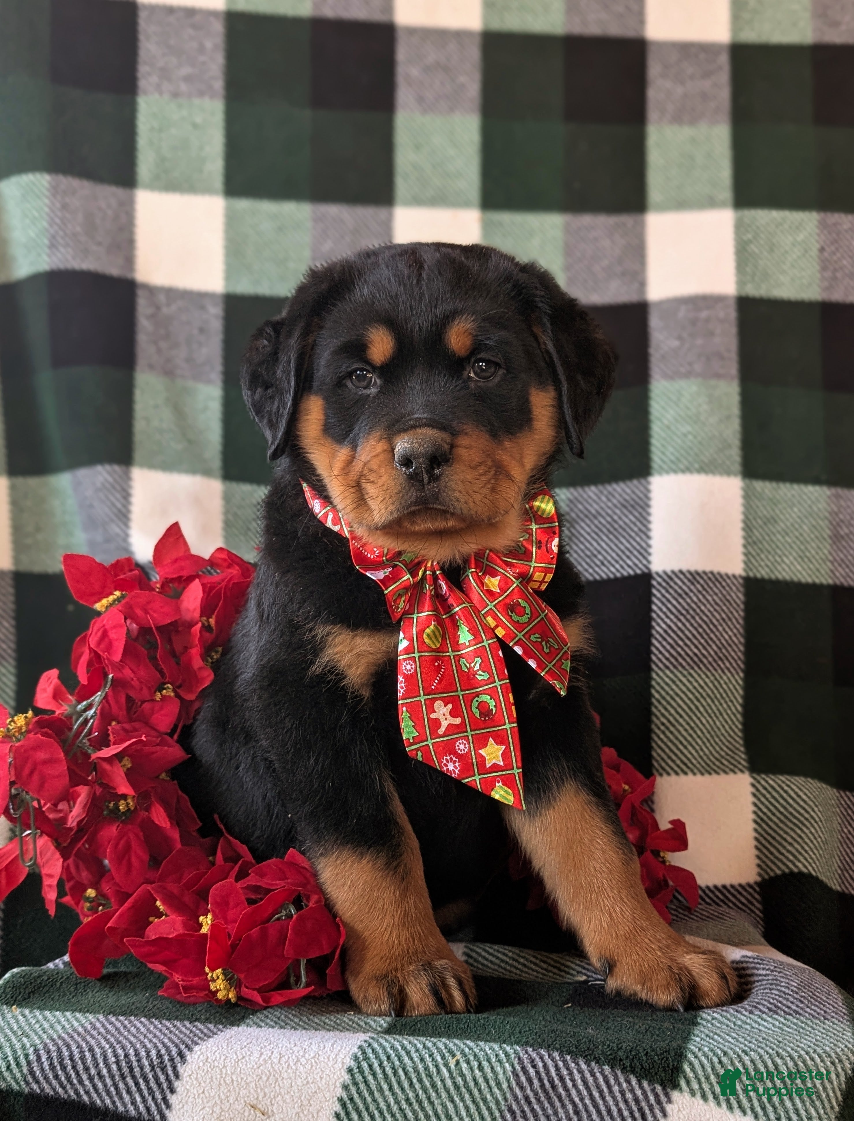Rottweiler dogs Astro - Ad 1