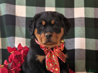 Rottweiler dogs Astro - Ad 36